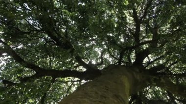 Büyük eski ağaç parkta