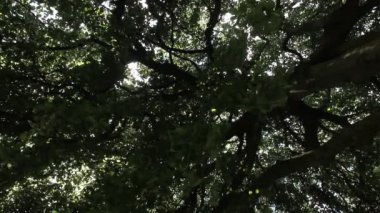 Büyük eski ağaç parkta