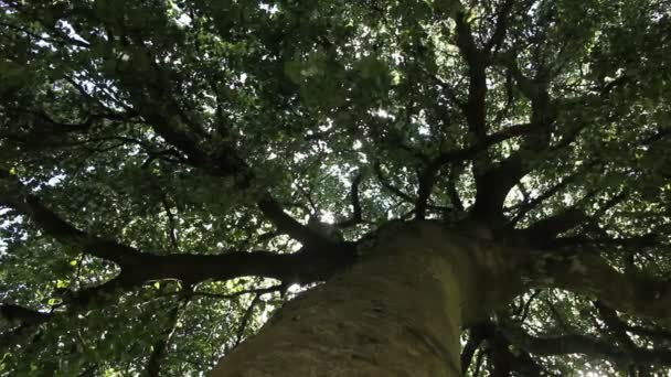 Μεγάλο Παλιό Δέντρο Στο Πάρκο — Αρχείο Βίντεο