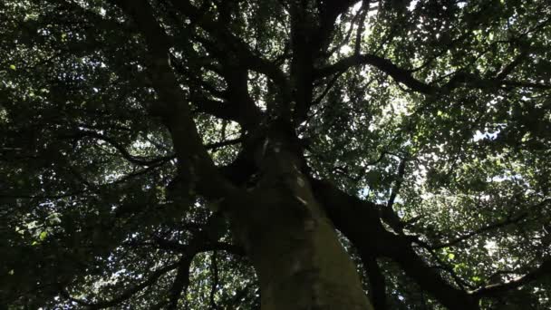 Grande Árvore Velha Parque — Vídeo de Stock