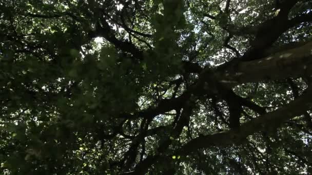 Gran Árbol Viejo Parque — Vídeos de Stock