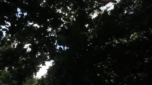 公園に大きな古い木 — ストック動画