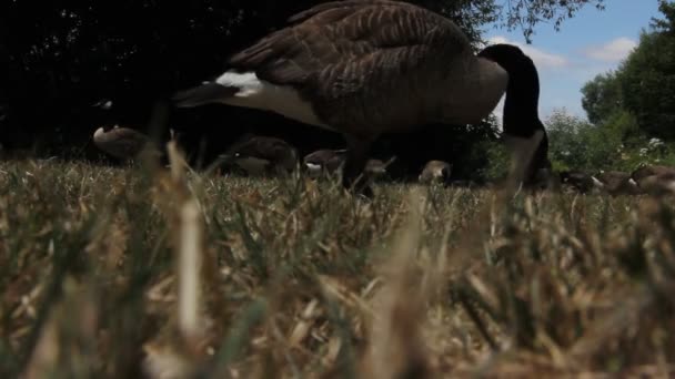 Ducks Walking Grass Lake — Αρχείο Βίντεο