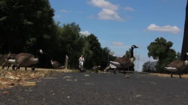 Göldeki çimlerin üzerinde yürüyen ördekler