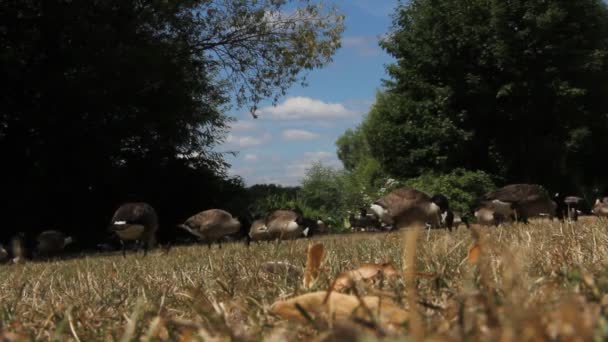 Ducks Walking Grass Lake — Αρχείο Βίντεο