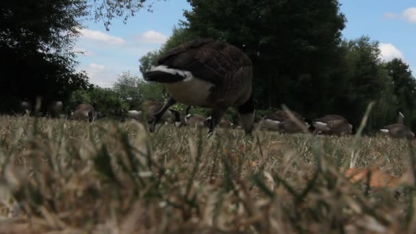 Ducks Walking Grass Lake — Αρχείο Βίντεο