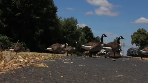 Ducks Walking Grass Lake — Stock Video
