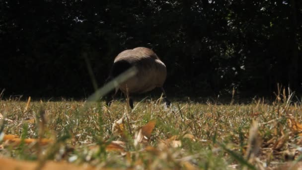Ducks Walking Grass Lake — Stock video