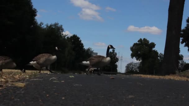 Patos Andando Sobre Grama Lago — Vídeo de Stock