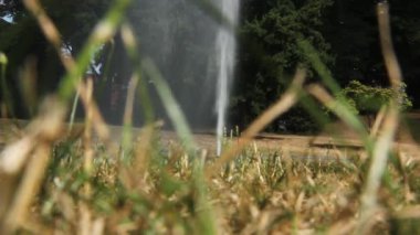 Güzel ağaçlar ve çiçeklerle parkta