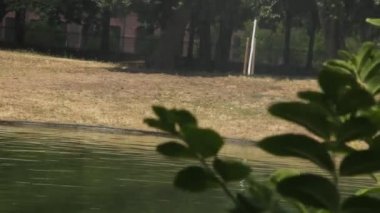 Güzel ağaçlar ve çiçeklerle parkta