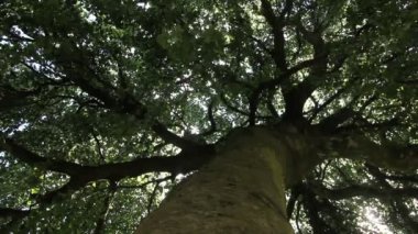 Büyük eski ağaç parkta