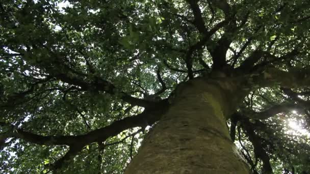 Grande Árvore Velha Parque — Vídeo de Stock