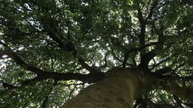 Büyük eski ağaç parkta