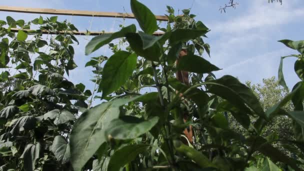 Fresh Organic Pepper Branch — Stockvideo