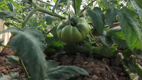 枝に新鮮な有機トマト — ストック動画