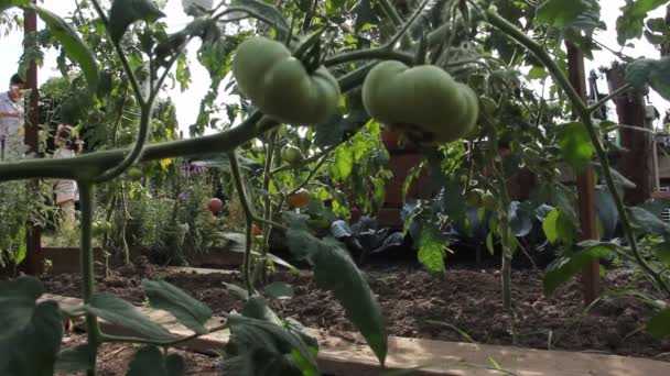 Fresh Organic Tomatoes Branch — Stock Video
