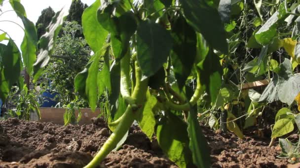 Fresh Organic Pepper Branch — Vídeo de Stock