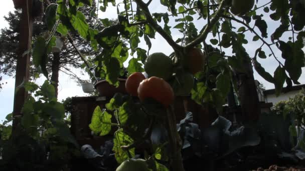 Frische Bio Tomaten Auf Dem Zweig — Stockvideo