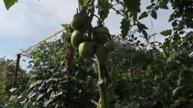 Dal taze organik domates