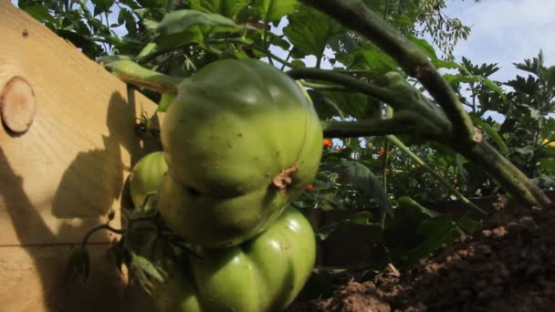 Świeże Pomidory Organicznych Oddział — Wideo stockowe