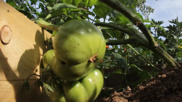Tomates Biologiques Fraîches Sur Branche — Video