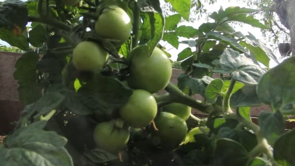 Tomates Orgánicos Frescos Rama — Vídeo de stock