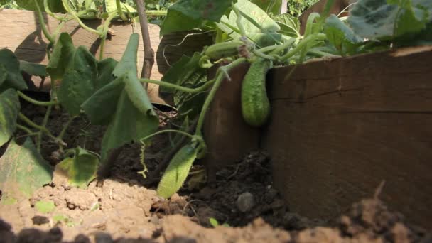 Fresh Organic Cucumber Branch — Stockvideo