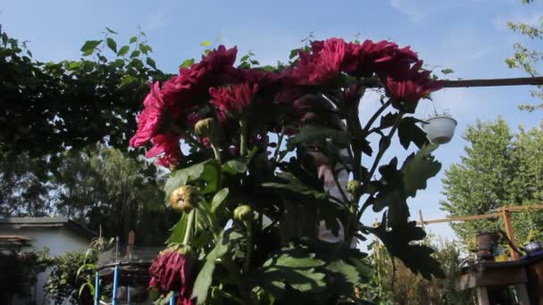 Colorful Beautiful Flowers Garden — Video