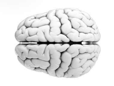 Beyaz brain