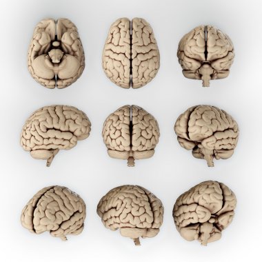 İnsan beyni