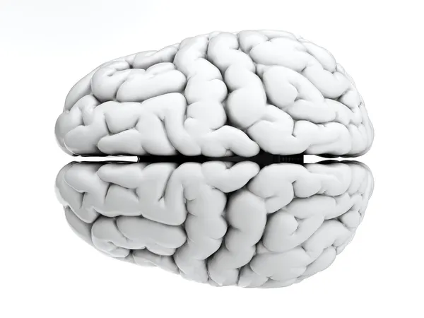 Cerebro blanco — Foto de Stock