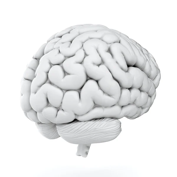 Cérebro branco — Fotografia de Stock