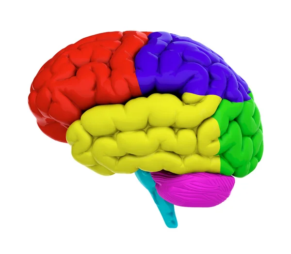 Cerebro coloreado — Foto de Stock