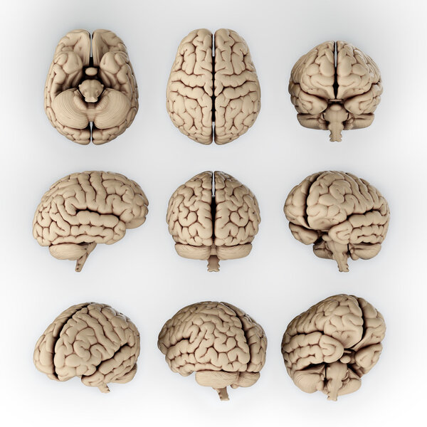Human brain