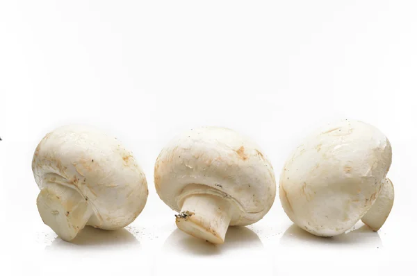 Funghi di campo freschi su sfondo bianco — Foto Stock