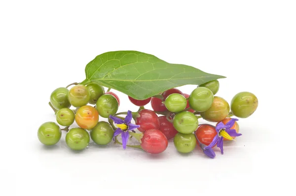 Nadragulya színű bogyó — Stock Fotó