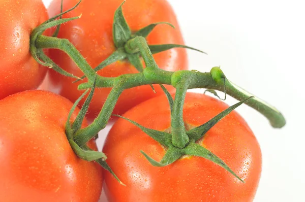 무늬와 흰색 배경에 토마토 — 스톡 사진
