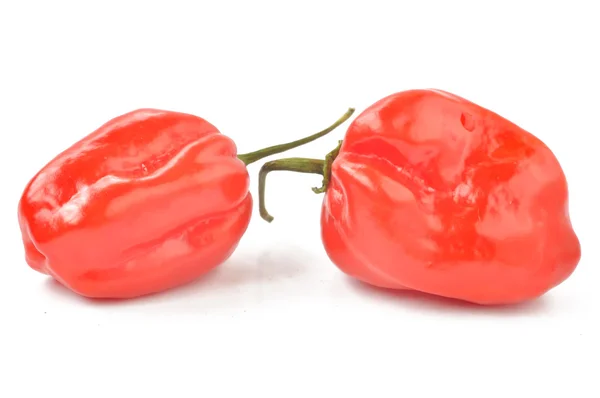 Scotch bonnet peppers on a white background — Stock Photo, Image