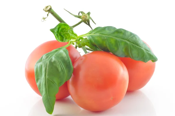 枝和番茄在白色背景上 — 图库照片