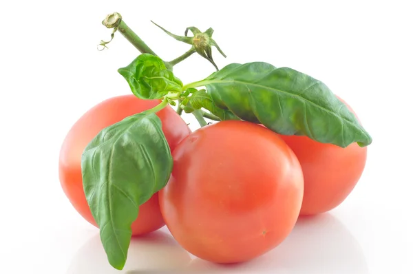 Sprig and tomato on a white background — Stock Photo, Image