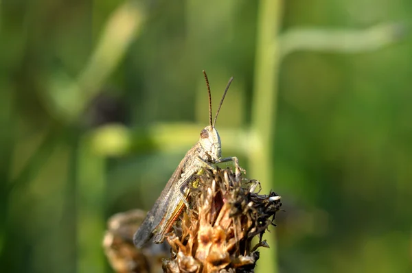 Gris saltamontes —  Fotos de Stock