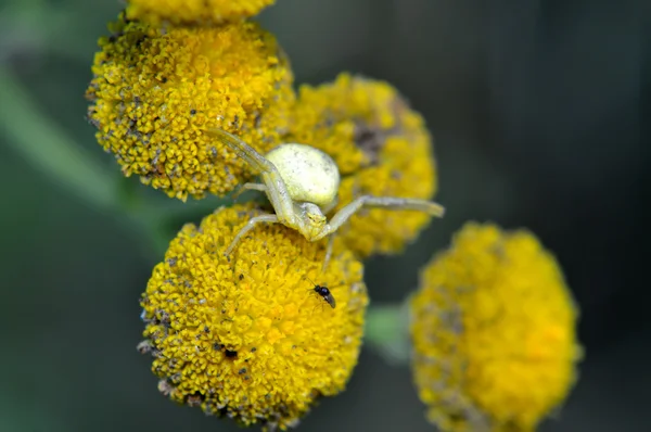 Aranha de caranguejo (Thomisoidea ) — Fotografia de Stock