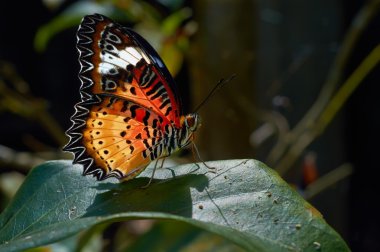 Ortak kaplan (Danaus genutia)