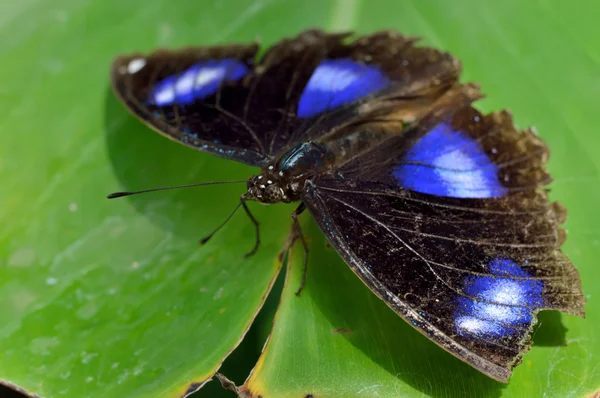 Grande mosca-mosca (Hypolimnas bolina ) — Fotografia de Stock