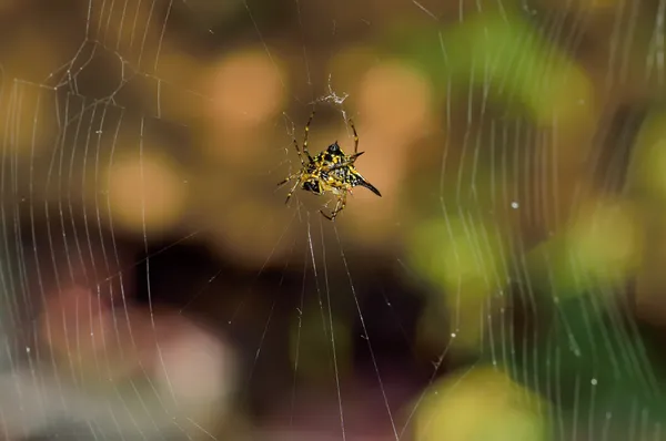 Ortak kaplan (Danaus genutia) — Stok fotoğraf