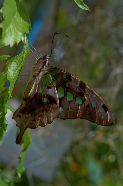 Antiphates Graphium (Pathysa) — Zdjęcie stockowe