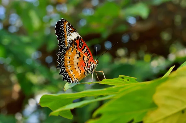 Leopard Lacewing (Cethosia cyane) Stock Picture