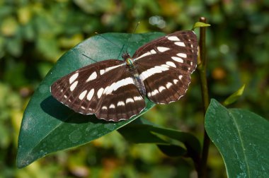 Ortak denizci (Neptis hylas papaja)