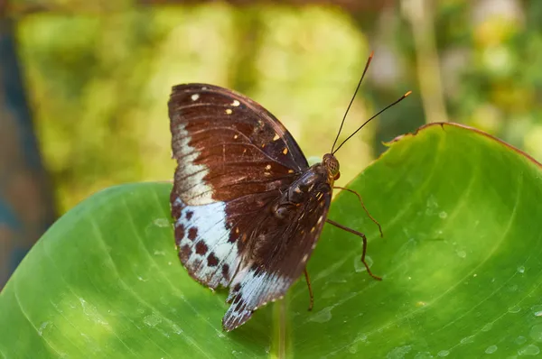 高的男爵 (Tanaecia iapis puseda) — 图库照片